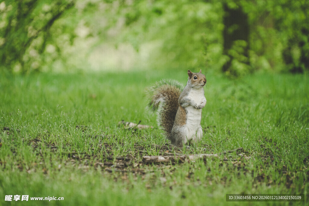 草地上站立的可爱松鼠