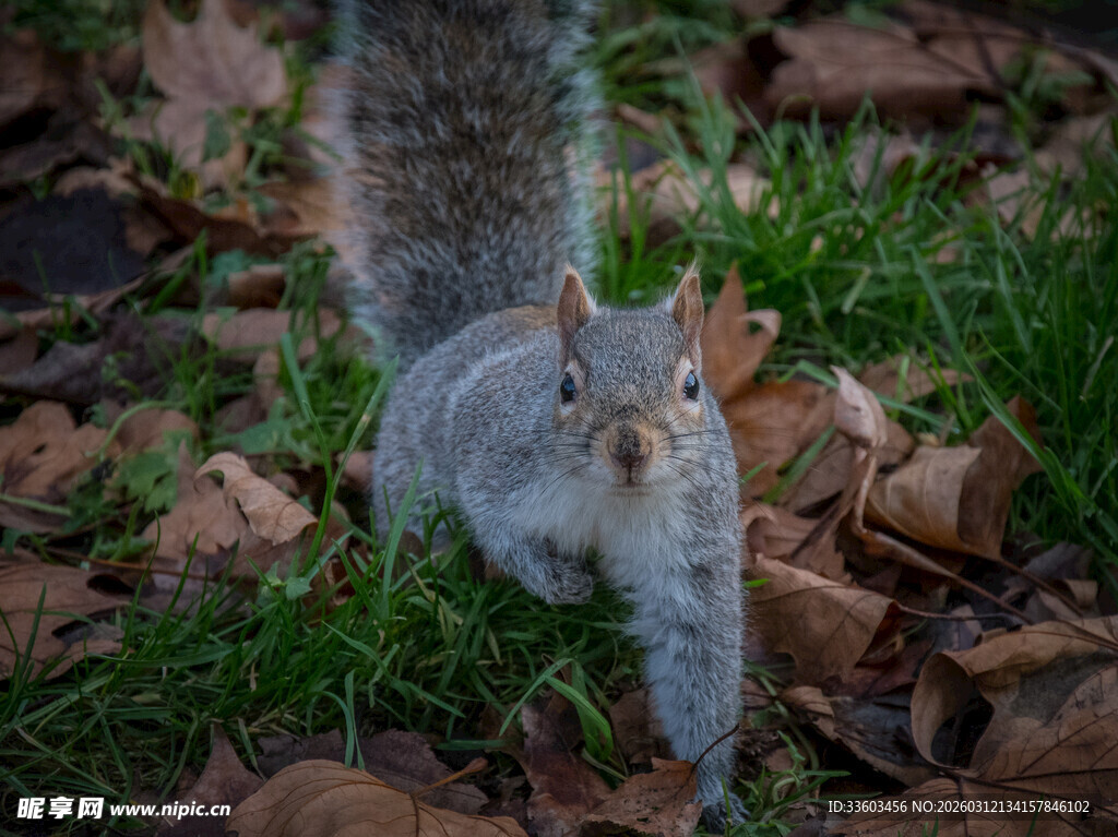草地上的灰松鼠