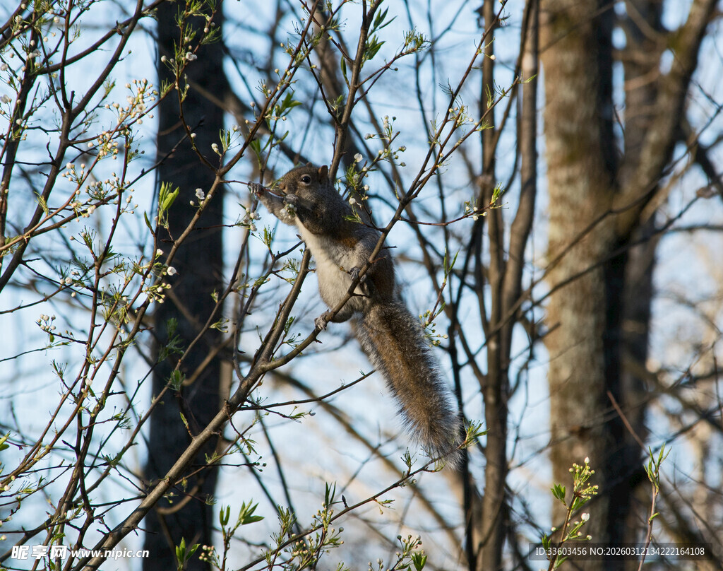 林间松鼠攀爬于树枝间