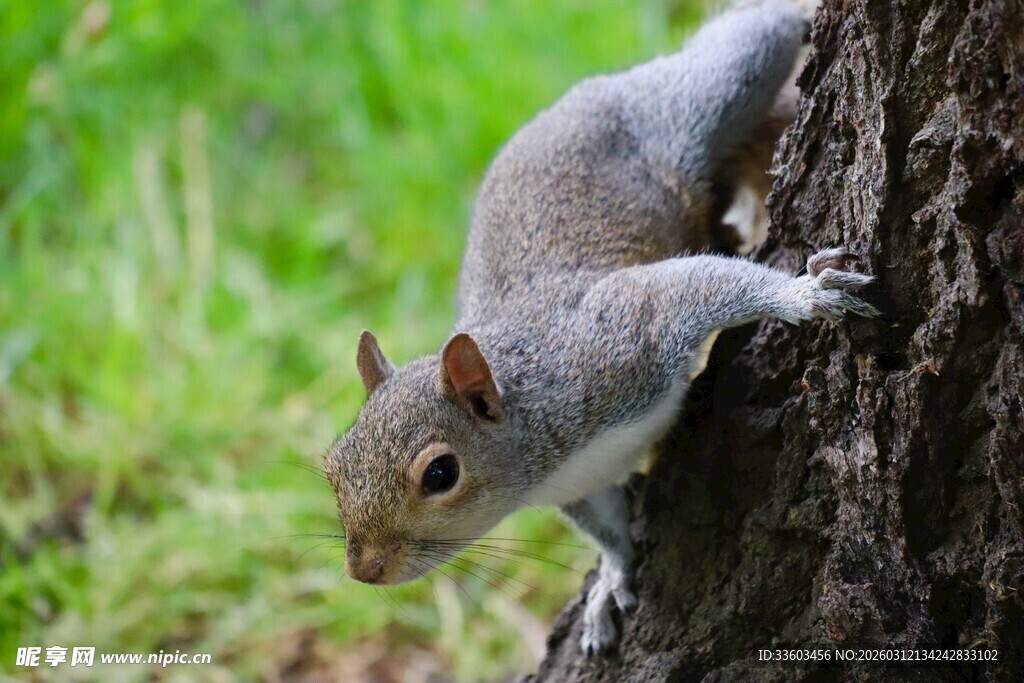 松鼠攀附树干瞬间