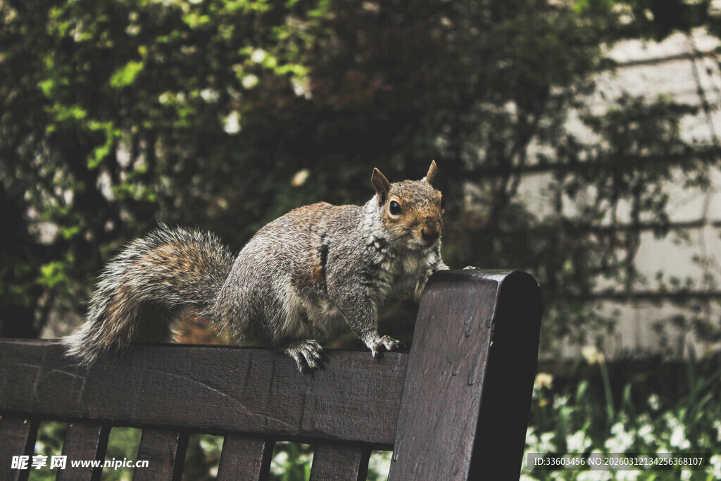 长椅上的松鼠