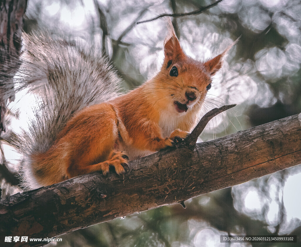 树枝上的可爱红松鼠