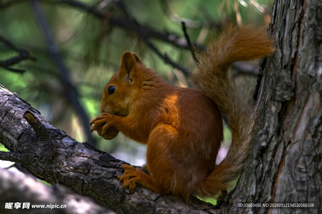 树上进食的可爱红松鼠