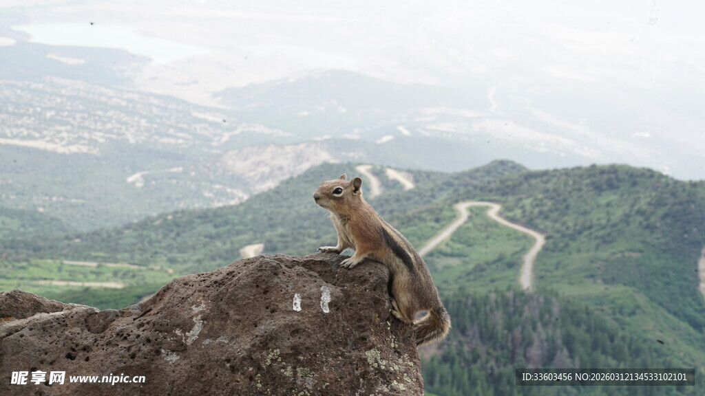 山巅松鼠俯瞰秀丽风光