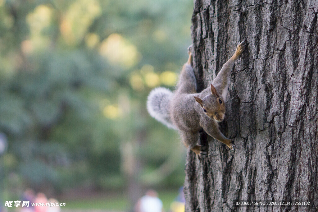 树上的活泼松鼠