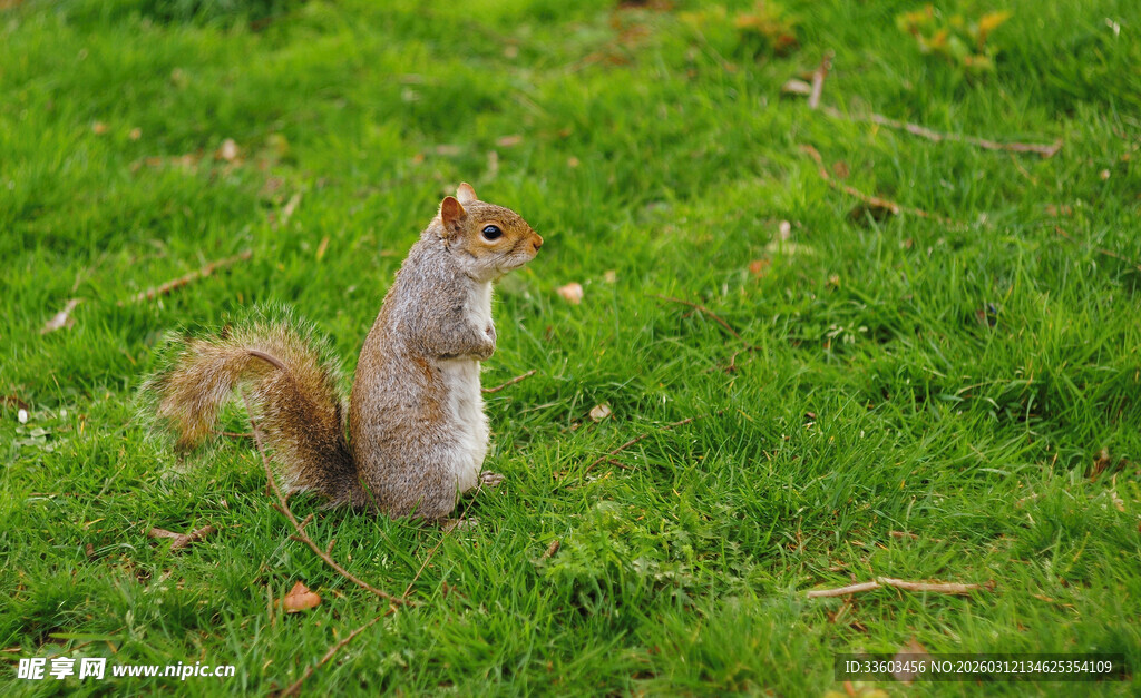 草地上的可爱松鼠