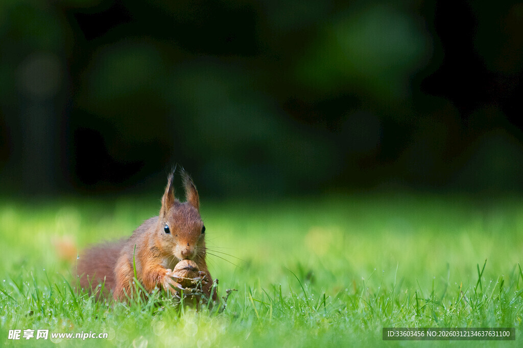 草地上的觅食松鼠