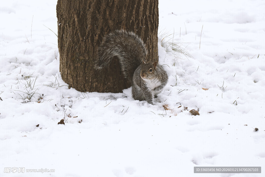 雪地中松鼠依偎树干