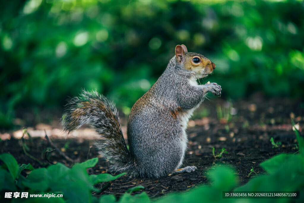 站立的松鼠在绿意中
