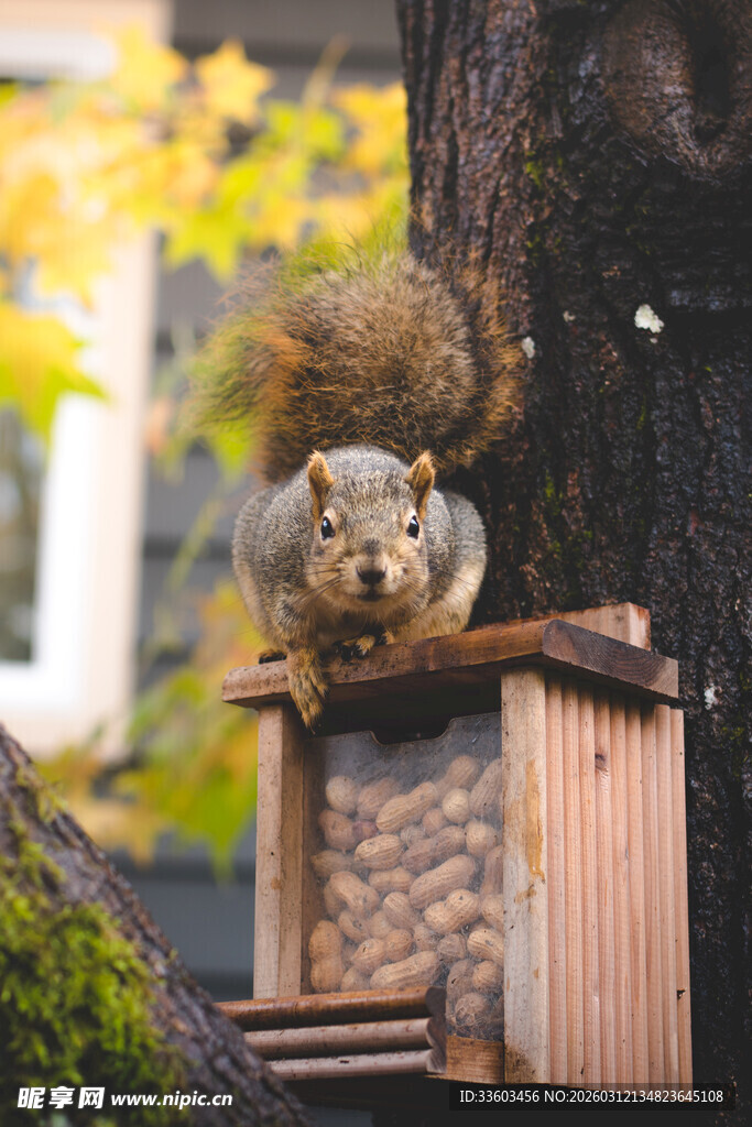 松鼠立于鸟食器上进食