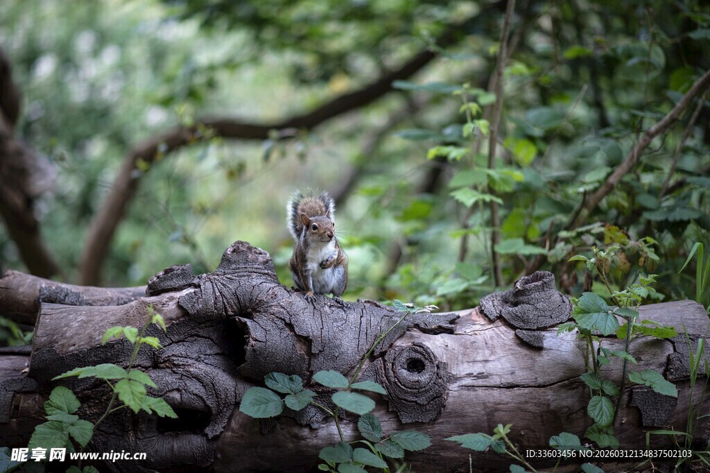 林间木上的小鸟与绿植