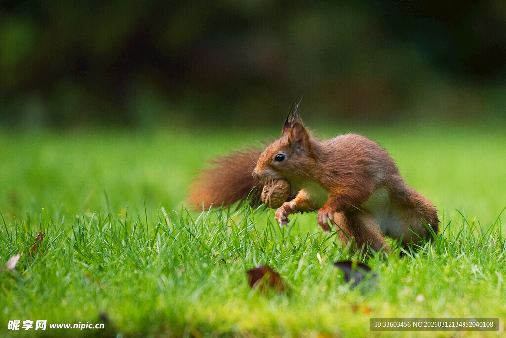 草地上嬉戏的可爱松鼠