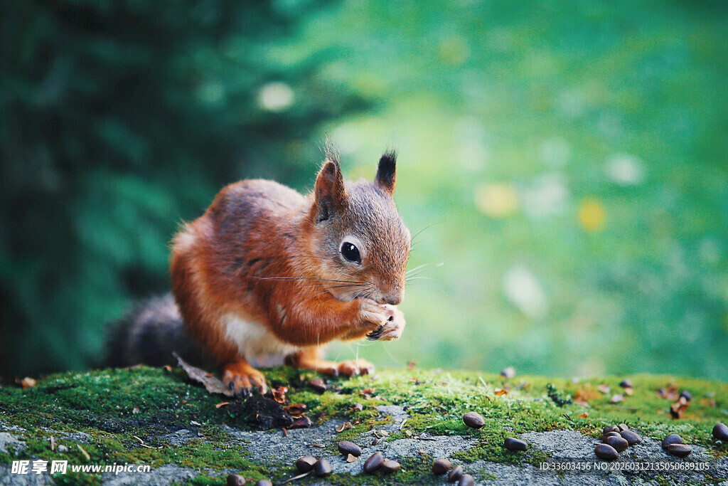 林间松鼠进食瞬间