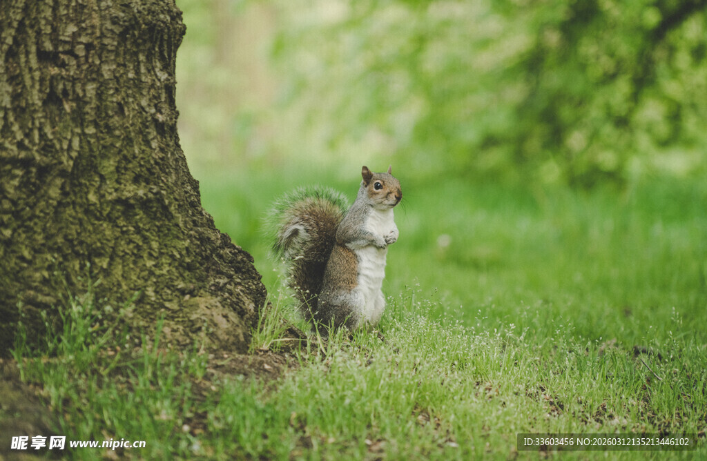 树下萌态松鼠