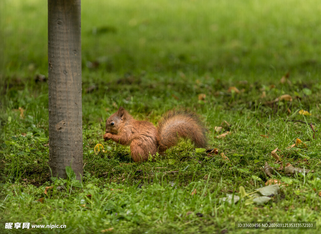 树下的可爱小松鼠