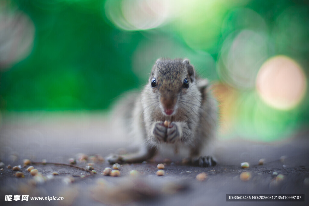 可爱松鼠专注进食瞬间