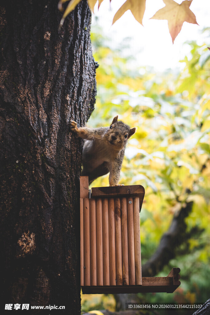 松鼠在树洞旁的喂食器处