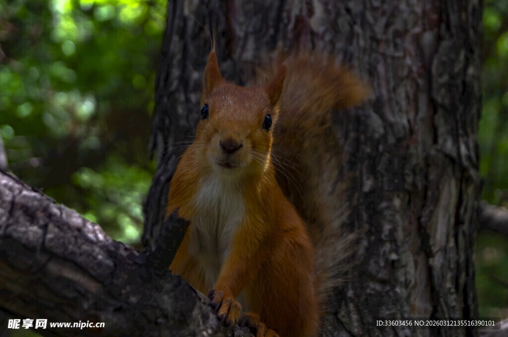树上的红松鼠