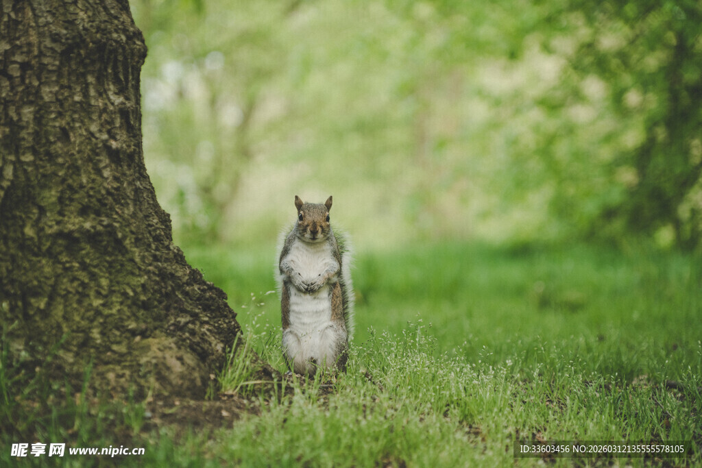 树下站立的可爱小松鼠