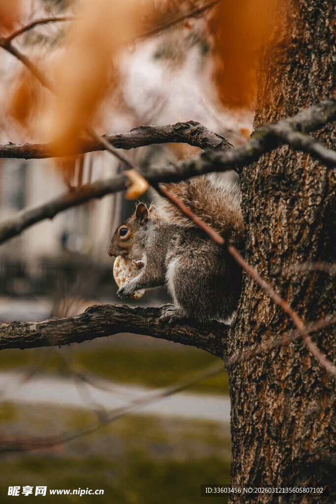 树枝上的可爱松鼠