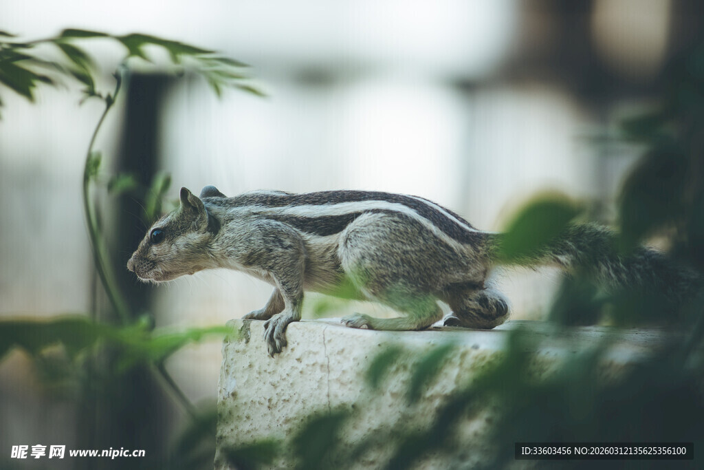 灵动松鼠于绿植间跳跃