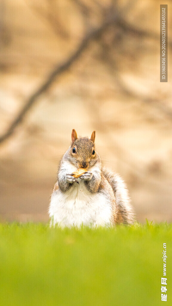 草地上的可爱松鼠