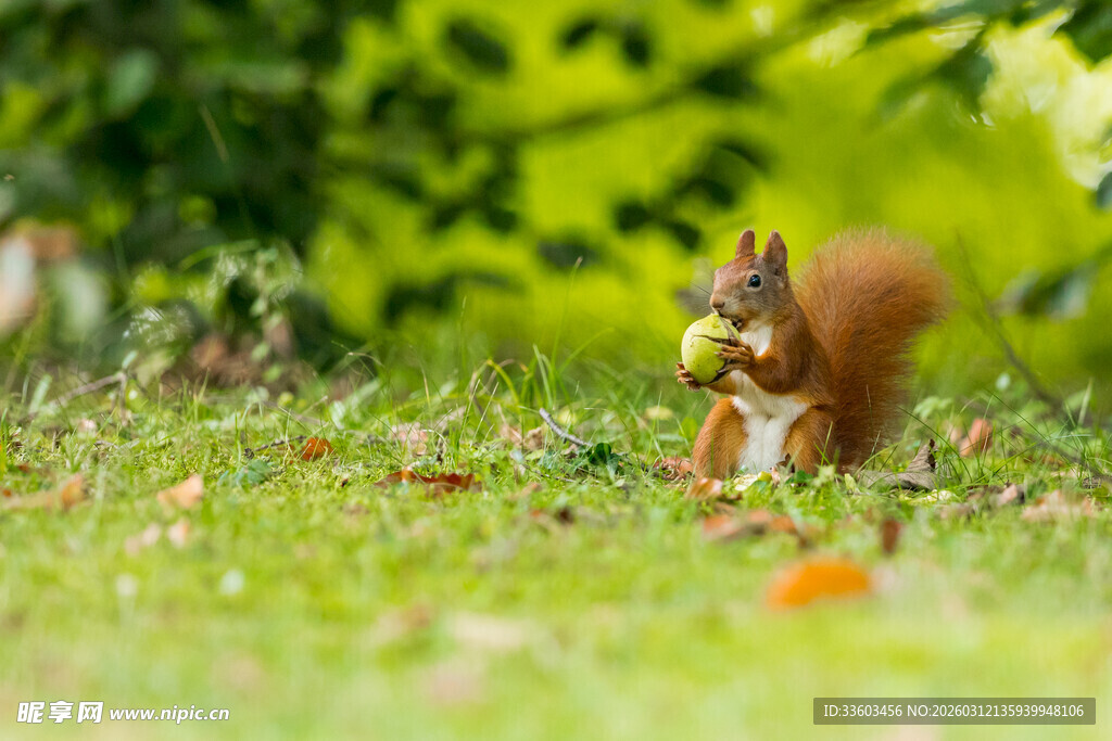 草地上觅食的可爱小松鼠