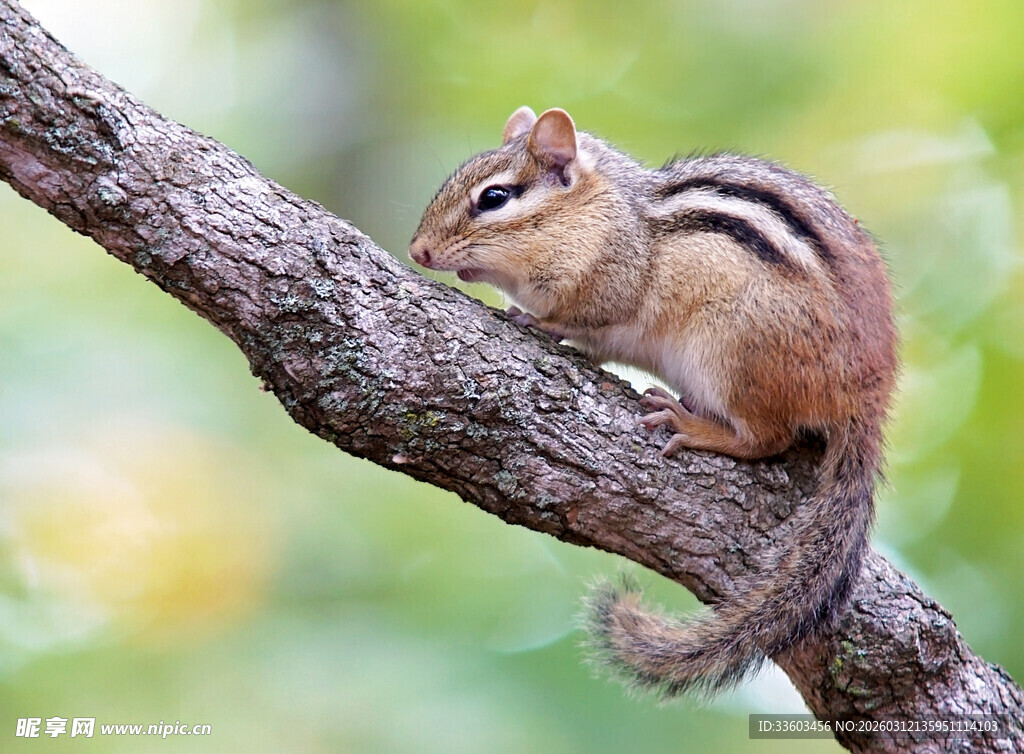 树枝上的花栗鼠