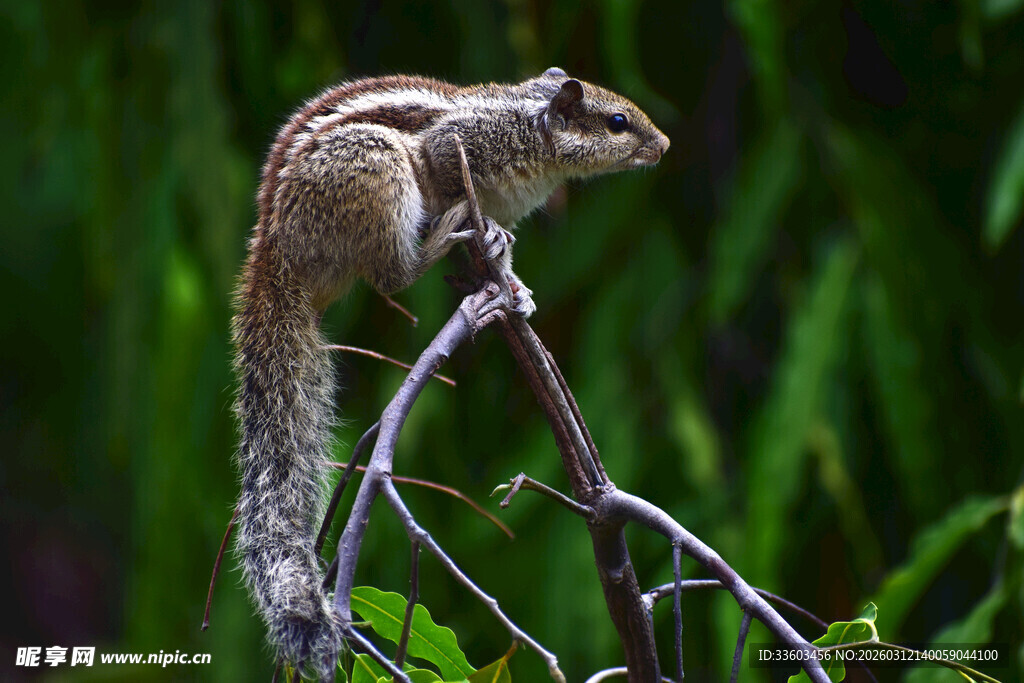 树枝上的可爱小松鼠