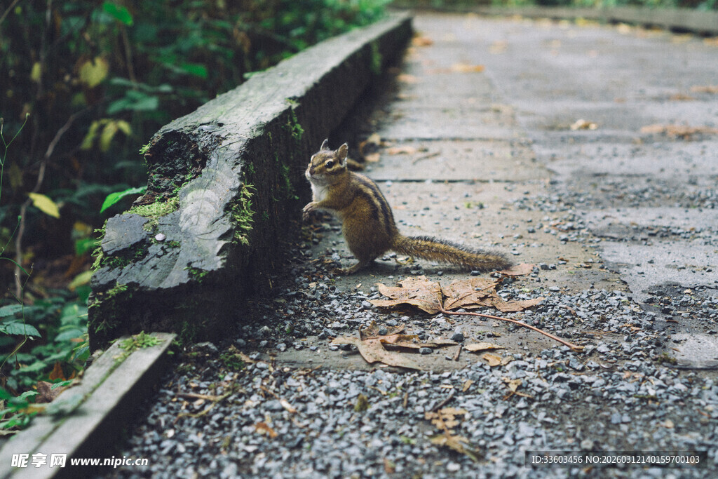 路边松鼠觅食的自然场景