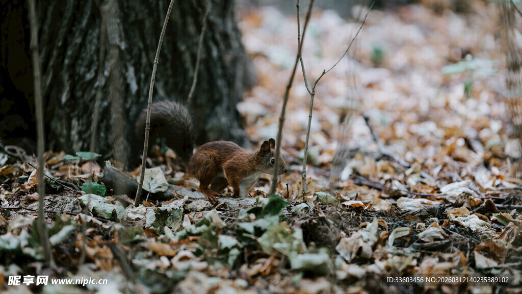 树下觅食的松鼠