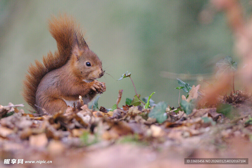 林间松鼠进食瞬间