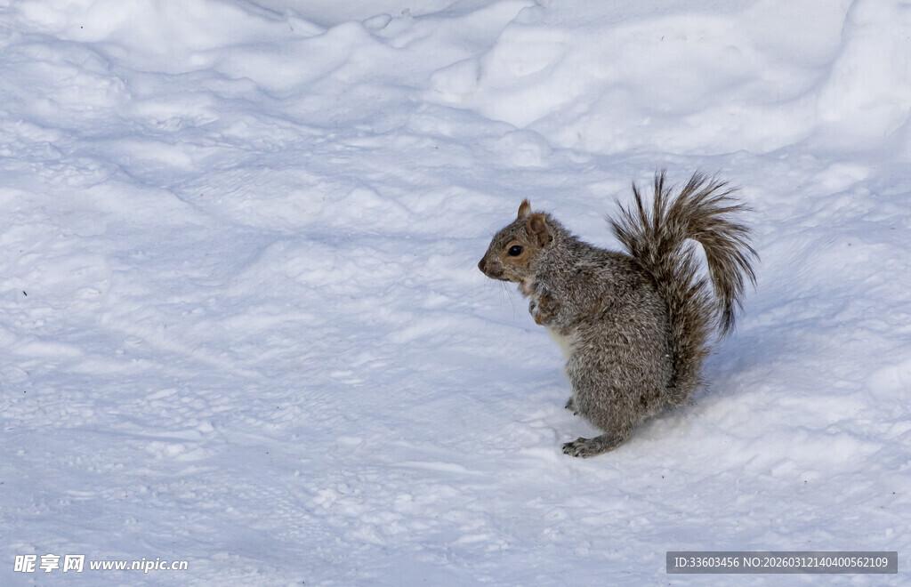 雪地中的松鼠