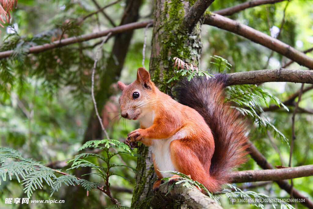林间松鼠进食瞬间