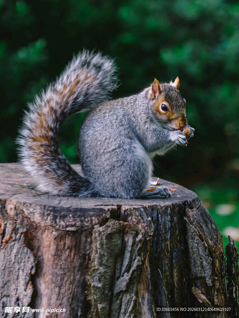 树桩上的松鼠