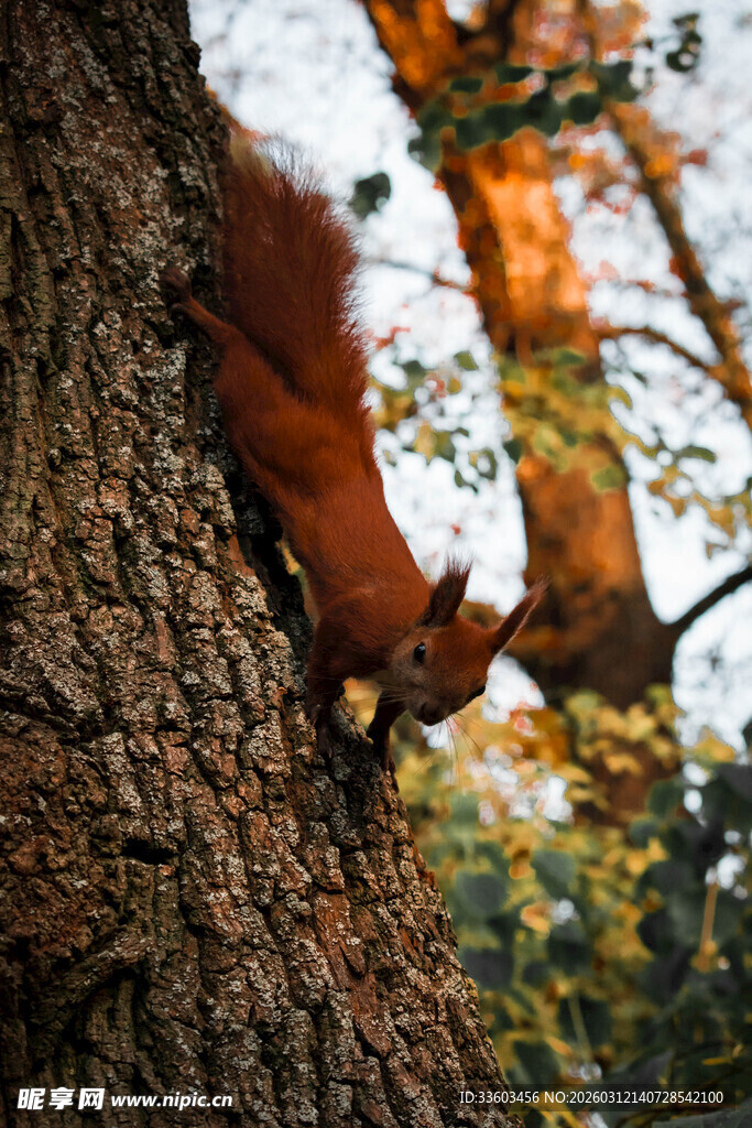 树上的红松鼠