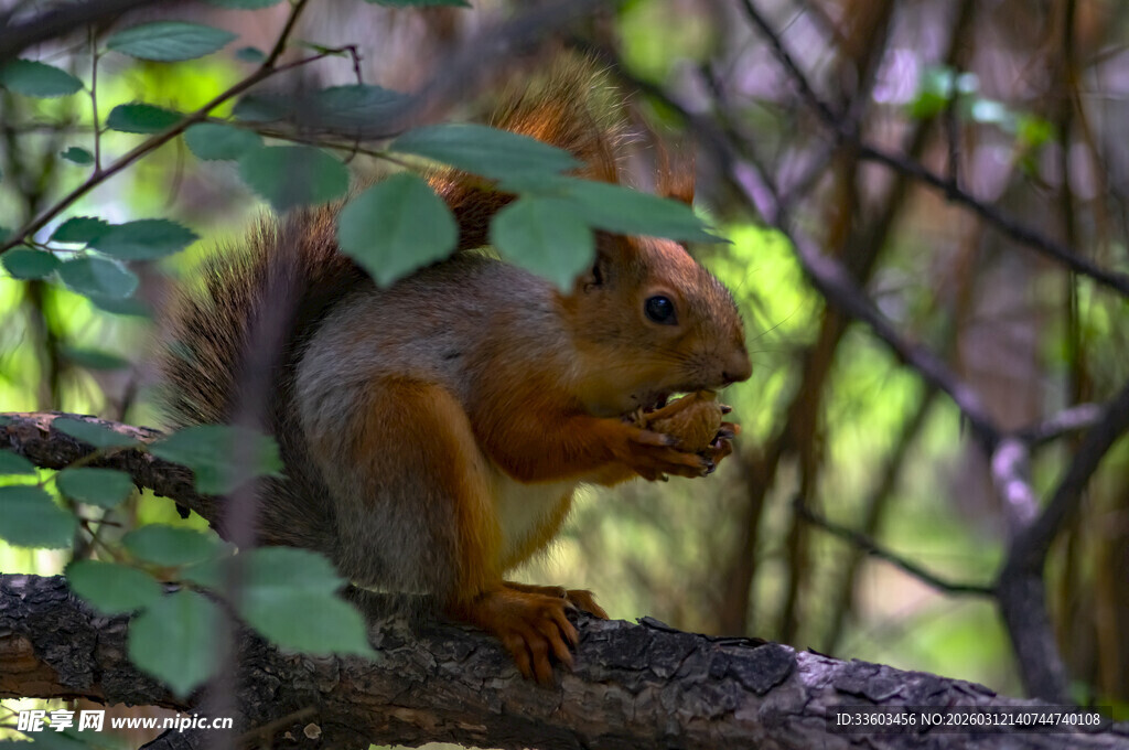 松鼠林间进食图