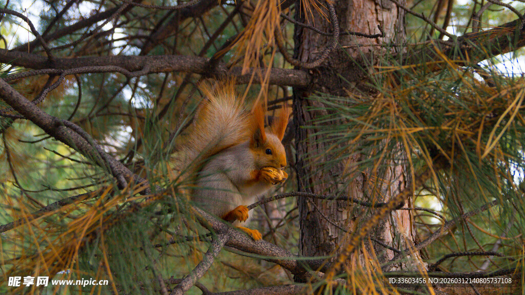 树上的松鼠