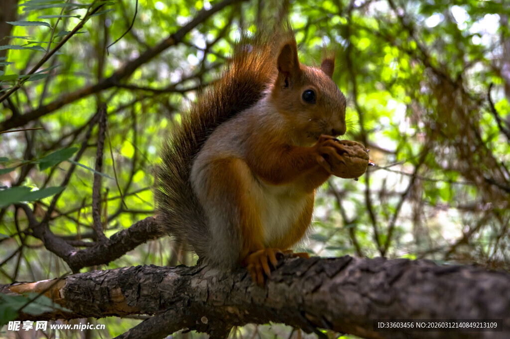树枝上进食的可爱松鼠