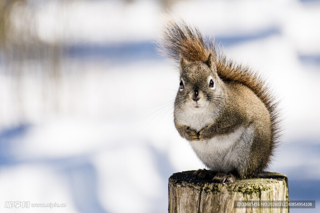 雪地中松鼠立于木桩