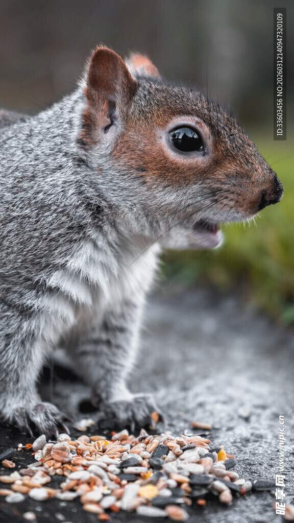 松鼠进食图