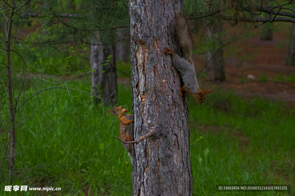 树干上的松鼠
