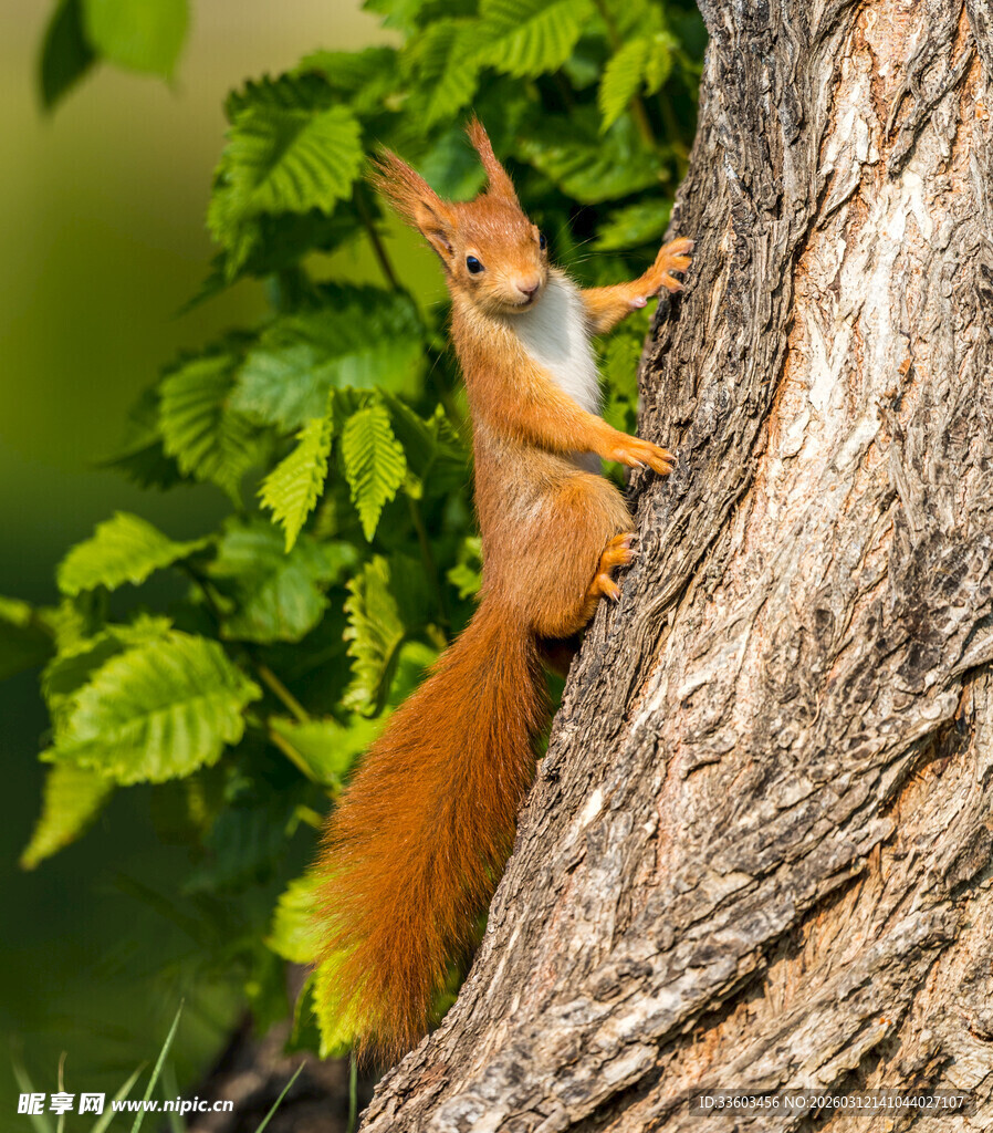 树上的红松鼠