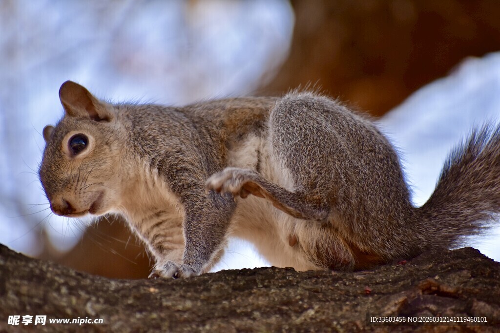 雪地中松鼠蹲在树干上