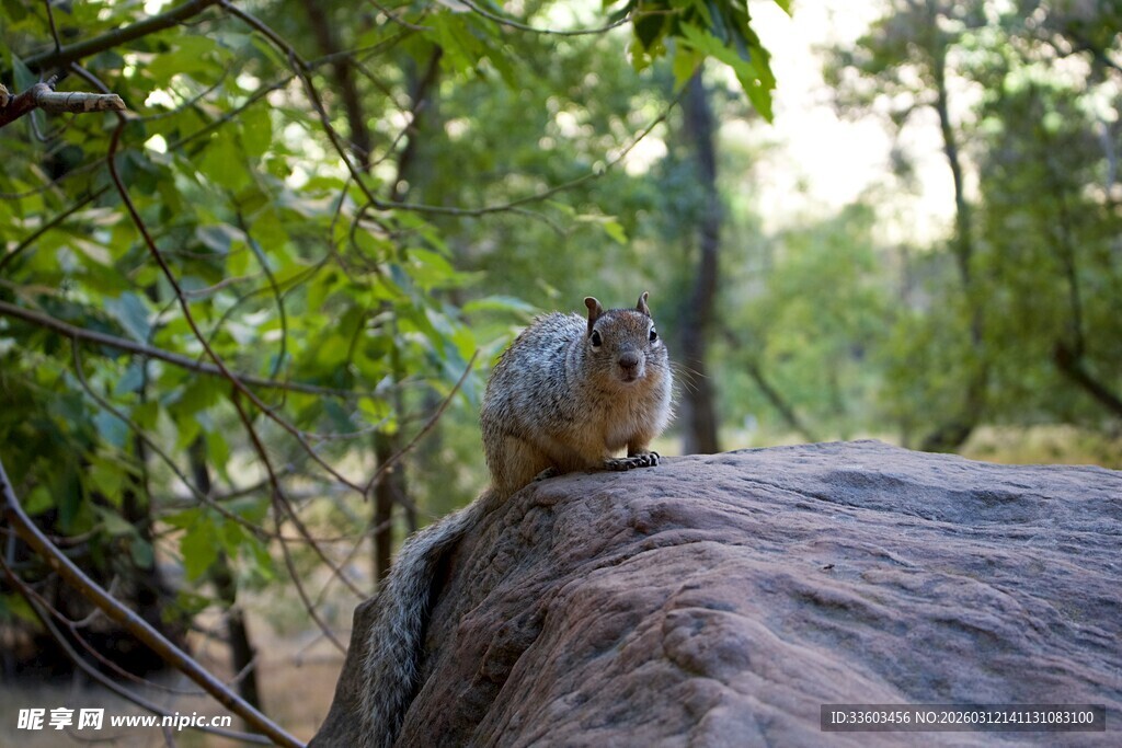 岩石上的松鼠