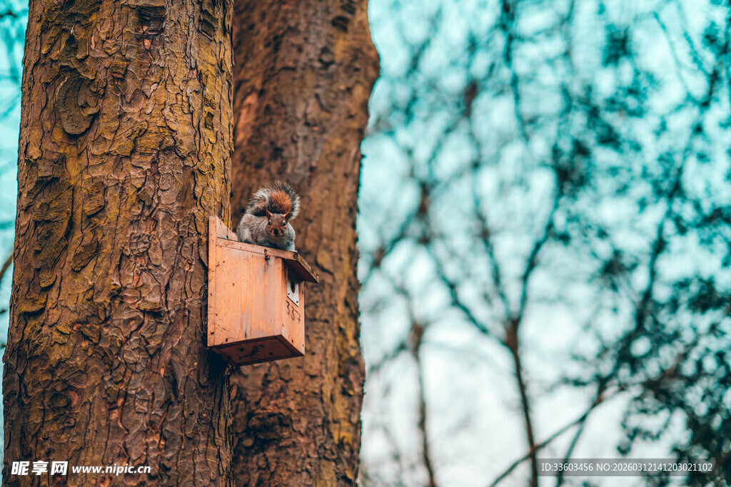树上的鸟窝与栖息小鸟
