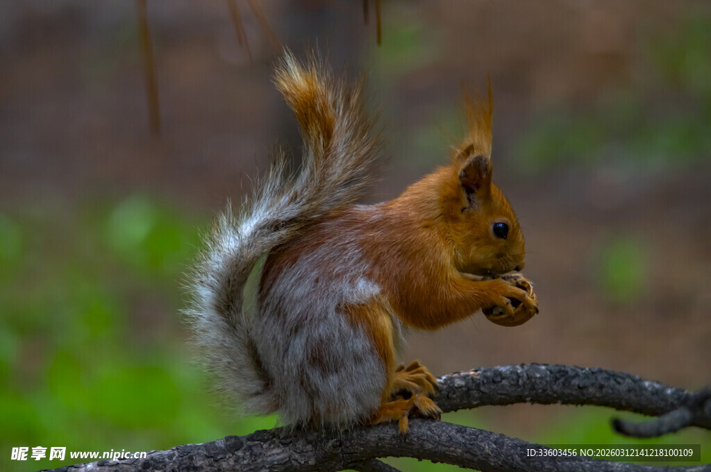 松鼠枝头进食瞬间