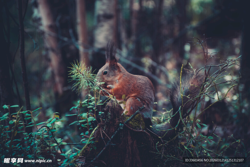 森林中的可爱松鼠