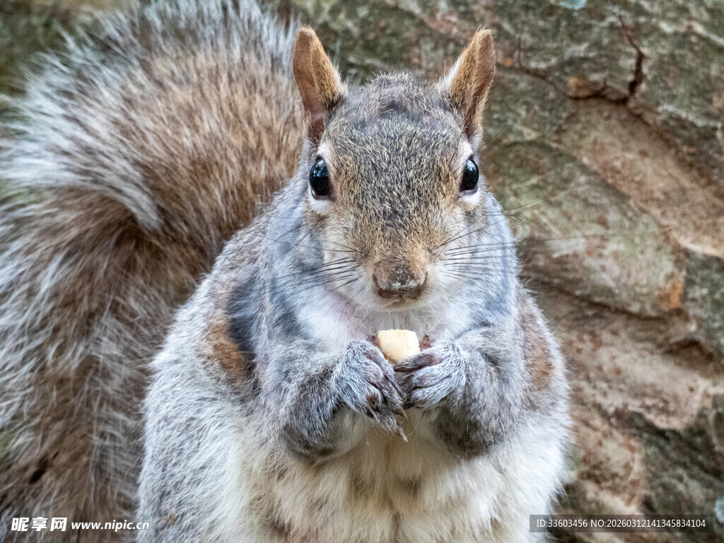 可爱松鼠进食瞬间