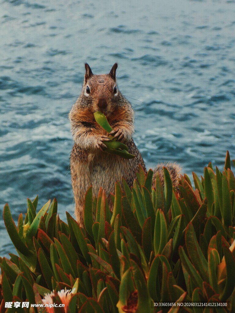 岸边松鼠进食绿植画面